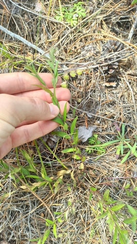 Polygala sibirica observed 2026-08-26
