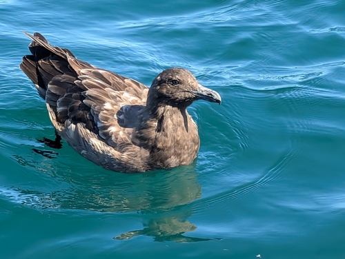 Stercorarius antarcticus observed 2026-08-24