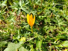 (c) Виктория Билоус, some rights reserved (CC BY) Crocus scharojanii, photograph (c) Виктория Билоус, some rights reserved (CC BY)
