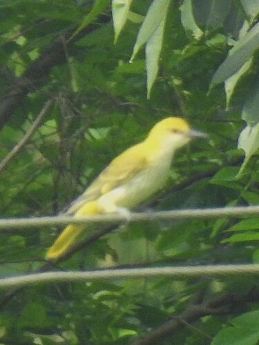 Indian Golden Oriole