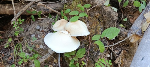 Poplar Fieldcap