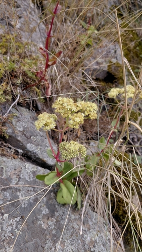 Great Stonecrop