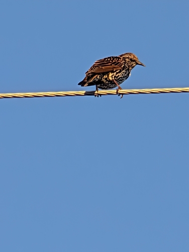 European Starling