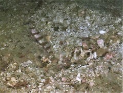 Amblyeleotris periophthalmus