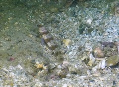 Amblyeleotris periophthalmus