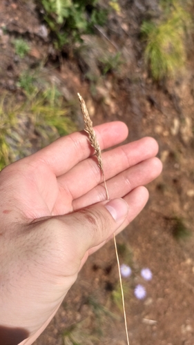 Koeleria macrantha, photograph 3