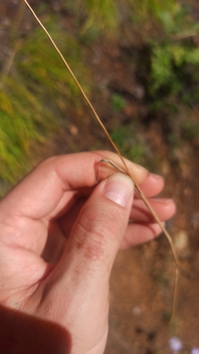 Koeleria macrantha, photograph 4