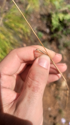 Koeleria macrantha, photograph 5