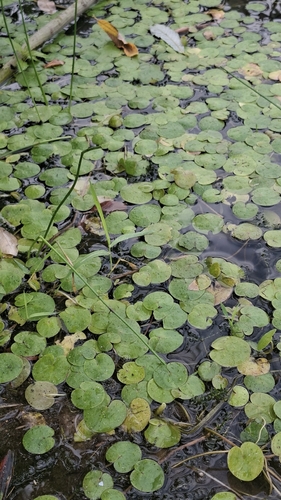 European Frog-bit