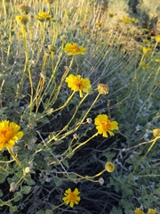 Encelia actoni