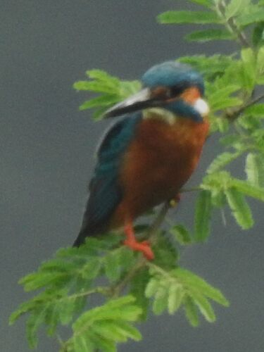 Common Kingfisher