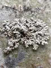 Physcia dimidiata