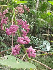 Dendrocnide moroides