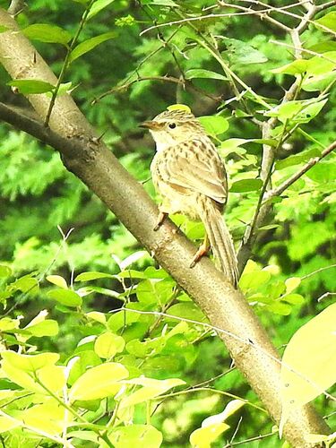 Common Babbler