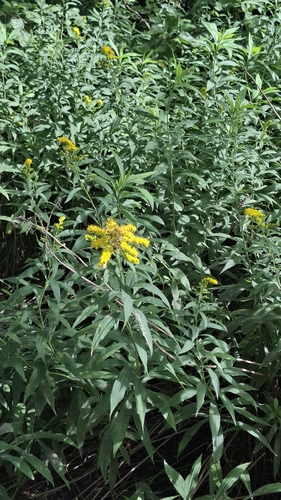 giant goldenrod
