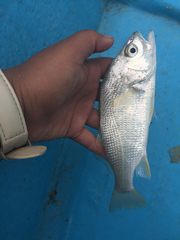 Bairdiella chrysoura