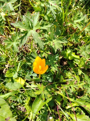 Crocus scharojanii, photograph 1