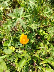 (c) Виктория Билоус, some rights reserved (CC BY) Crocus scharojanii, photograph (c) Виктория Билоус, some rights reserved (CC BY)