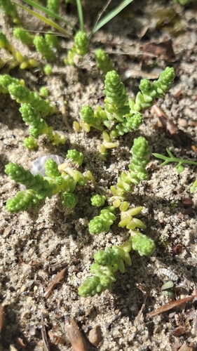 Biting Stonecrop
