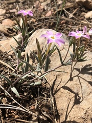 Phlox dolichantha