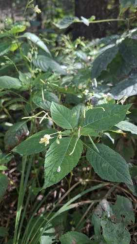 small balsam