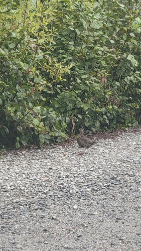 Spruce Grouse