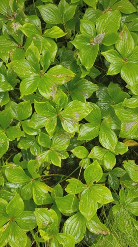 Canadian bunchberry