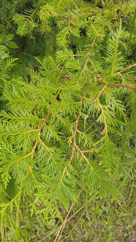 northern whitecedar