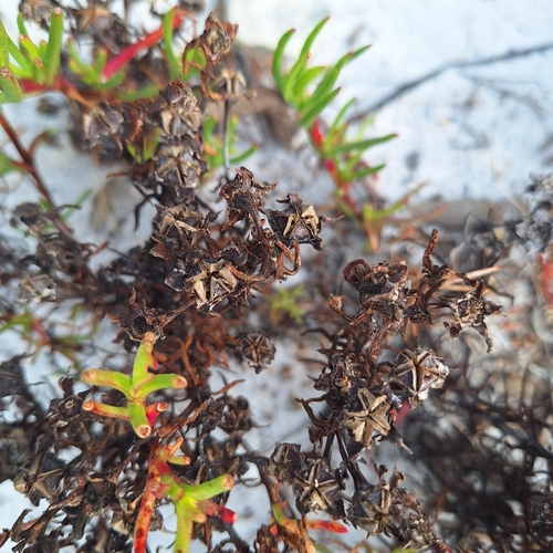 Lampranthus bicolor, photograph 4