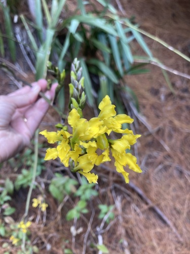 Cyrtochilum revolutum