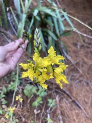 Cyrtochilum revolutum