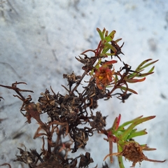 (c) Adele SL, some rights reserved (CC BY) Lampranthus bicolor, photograph (c) Adele SL, some rights reserved (CC BY)