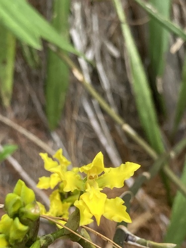Cyrtochilum revolutum, photograph 3
