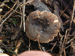 Russula vinaceocuticulata