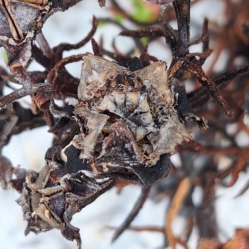 Lampranthus bicolor, photograph 6