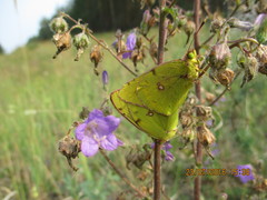 Colias myrmidone