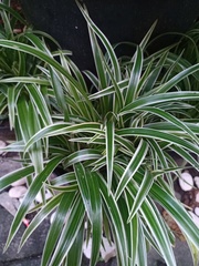 Chlorophytum laxum