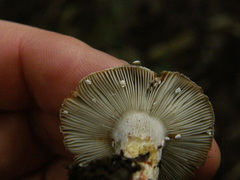 Russula vinaceocuticulata