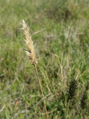 Enneapogon nigricans