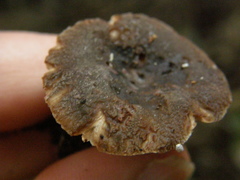 Russula vinaceocuticulata