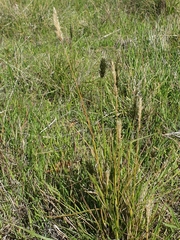 Enneapogon nigricans