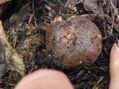 Russula vinaceocuticulata