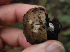 Russula vinaceocuticulata