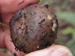 Russula vinaceocuticulata