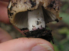 Russula vinaceocuticulata