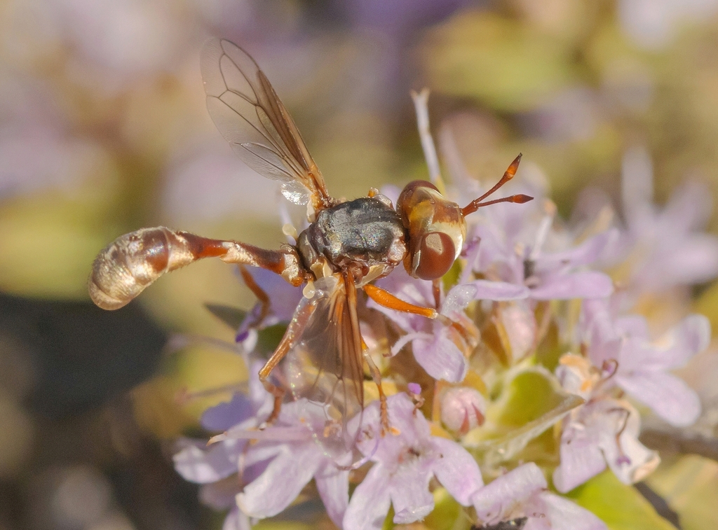 Physocephala variegata