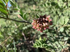 Hosackia crassifolia