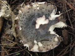 Russula vinaceocuticulata