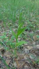 Polygonatum humile
