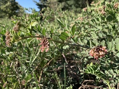 Hosackia crassifolia